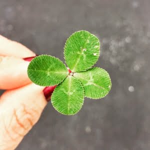 Discover the Luck Behind Four-Leaf Clovers and What to Do When You